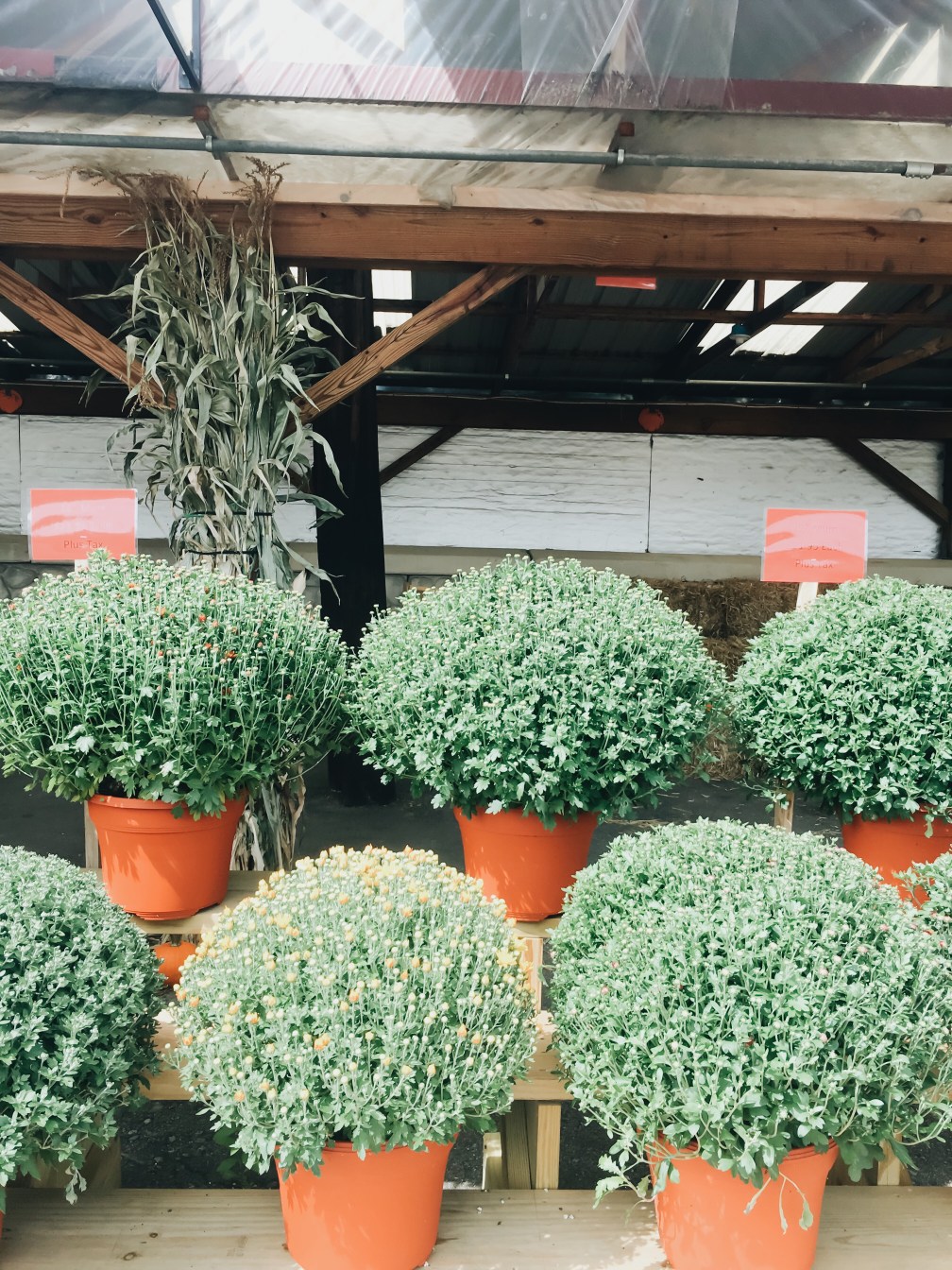 Processed with VSCO with a6 preset