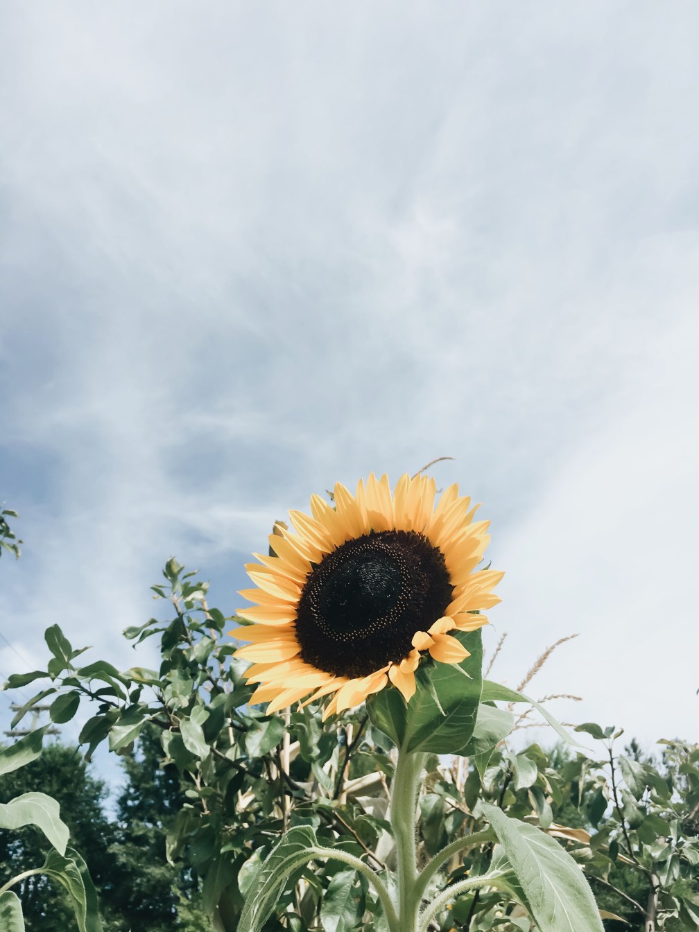 Processed with VSCO with a6 preset